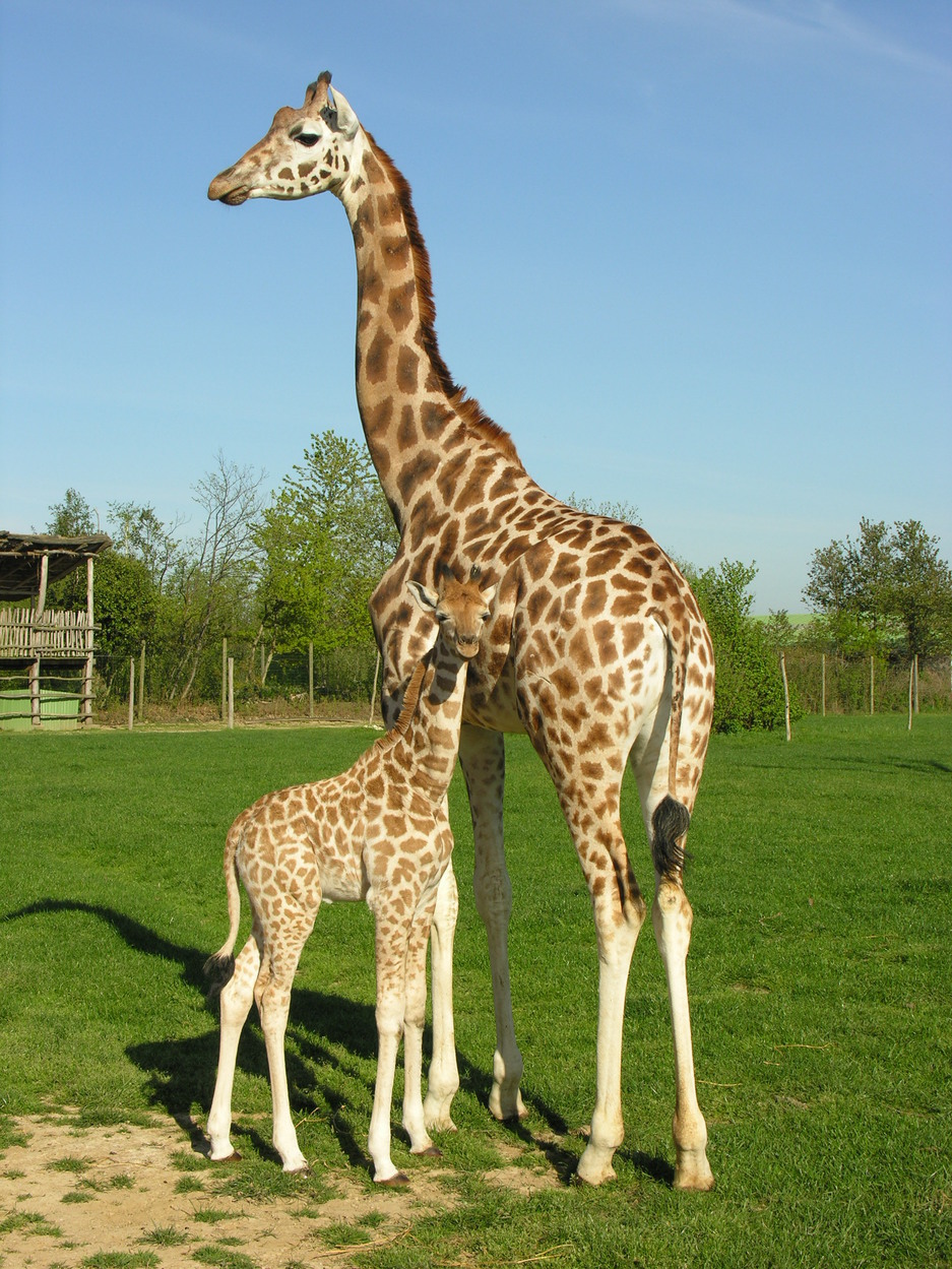 Girafes plaine zoo_animaux_grand ouest-loire_vue panoramique extérieure