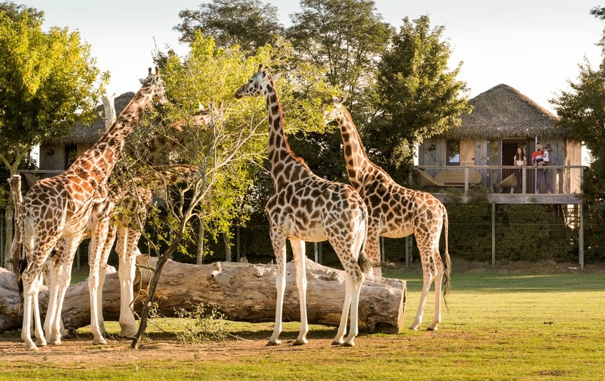 Nuit insolite afrique_Zoo Pays de la Loire_girafes_lodge_famille