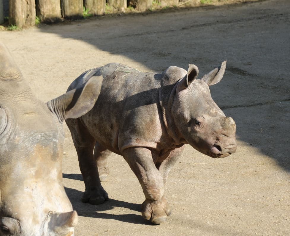 Bébé rhinocéros