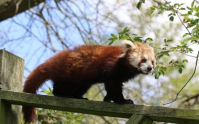 Arrivée d’une femelle panda roux !