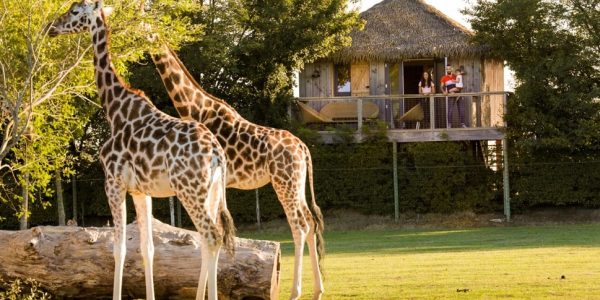 Bon cadeau « FAMILY » AFRICA - Basse saison