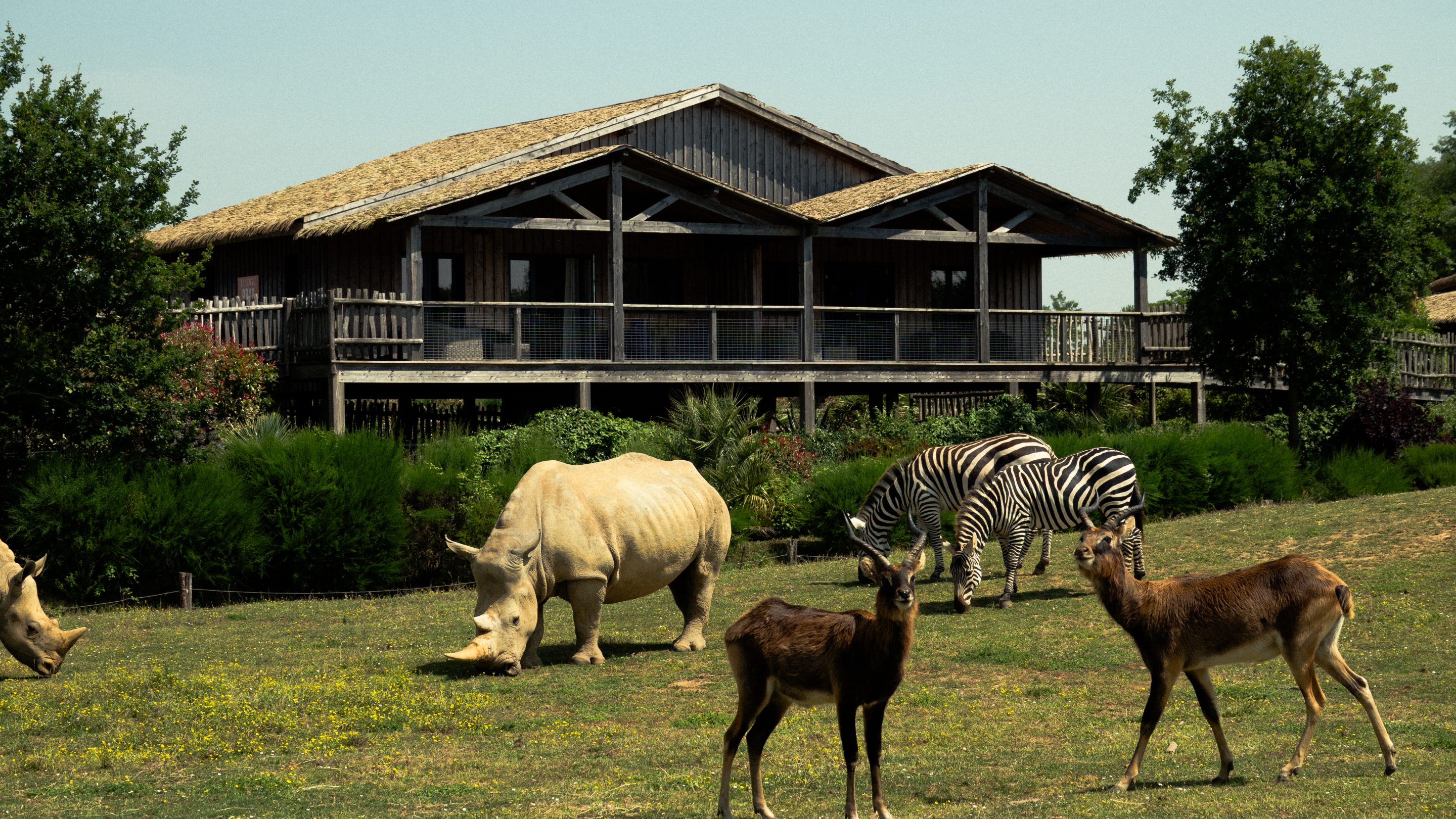 Photo Lodge retouché (20 sur 20) Zoo-boissiere du dorée_animaux_sauvage_vallet_clisson_nantes_grand ouest-loire_atlantique_44_safari_lodge_séjour_hébergement_vacances_chalet_parc_nature_luxe_cocooning_immerssion_afrique_terrasse_vue panoramique extérieure