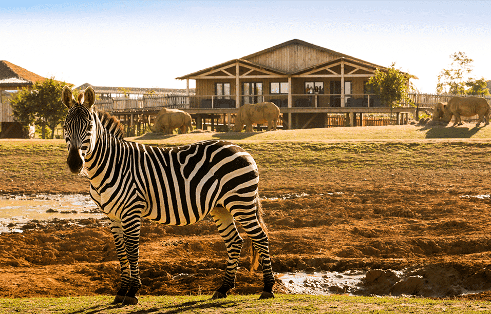 Nuit insolite savane_Zoo-boissiere du dorée_animaux_sauvage